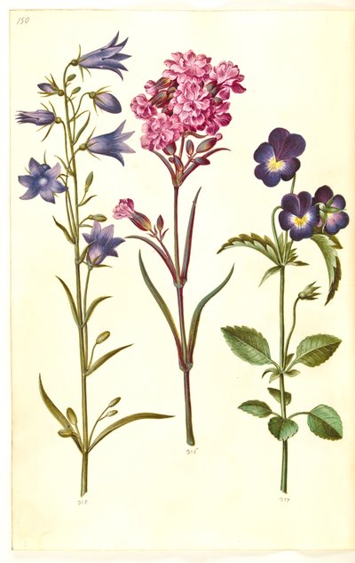 Campanula rotundifolia (liden klokke); Silene viscaria (almindelig tjærenellike); Viola tricolor (almindelig stedmoderblomst) af Hans Simon Holtzbecker