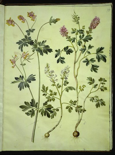 Capnoides sempervirens (harlekinurt); Corydalis solida (langstilket lærkespore) af Hans Simon Holtzbecker