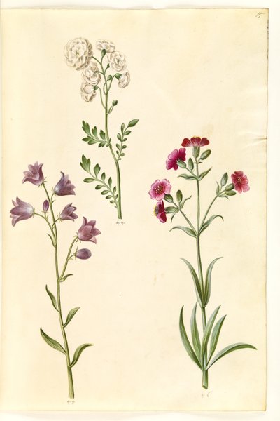 Cardamine pratensis (engkarse); Campanula rotundifolia (?) (lidende klokke); Silene vulgaris (?) (blære møl) af Hans Simon Holtzbecker