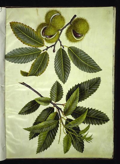 Castanea sativa (ægte kastanje) af Hans Simon Holtzbecker