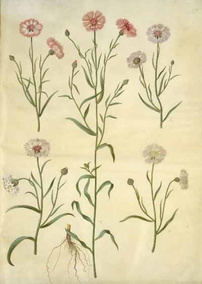 Centaurea cyanus (kornblomst) af Hans Simon Holtzbecker