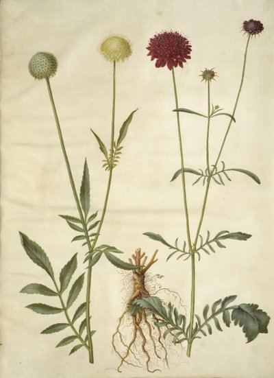 Cephalaria leucantha (hvid skælhoved); Scabiosa atropurpurea (enkeblomst) af Hans Simon Holtzbecker