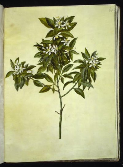 Citrus aurantium (orange) af Hans Simon Holtzbecker