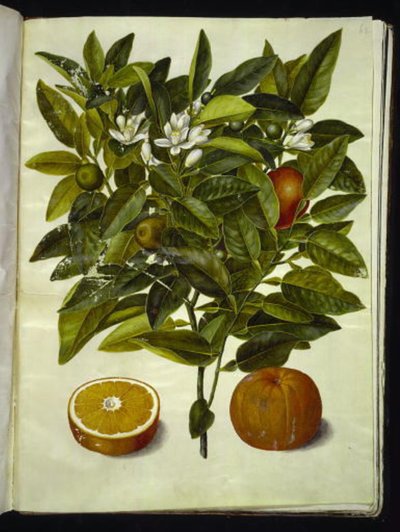 Citrus sinensis (orange) af Hans Simon Holtzbecker