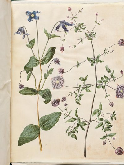 Clematis integrifolia (blå staudeklematis); Clematis viticella (italiensk skovranke) af Hans Simon Holtzbecker