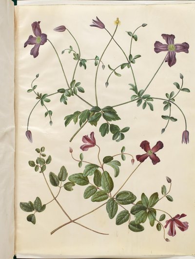 Clematis viticella (italiensk skovranke) af Hans Simon Holtzbecker
