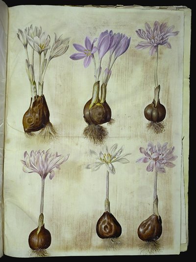 Colchicum autumnale (høst-tidløs) af Hans Simon Holtzbecker
