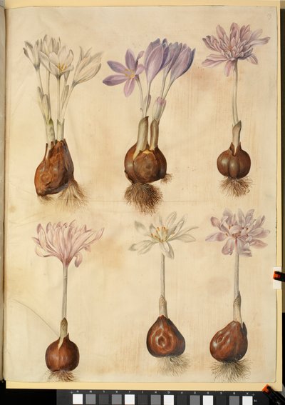Colchicum autumnale af Hans Simon Holtzbecker