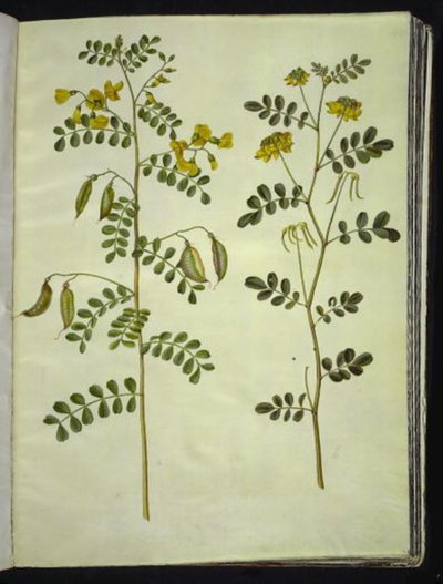 Colutea arborescens (almindelig blærebælg); Hippocrepis emerus (busk-hestesko) af Hans Simon Holtzbecker