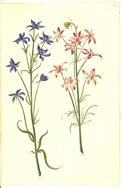 Consolida Regalis (Korn-Riedersfoor) af Hans Simon Holtzbecker