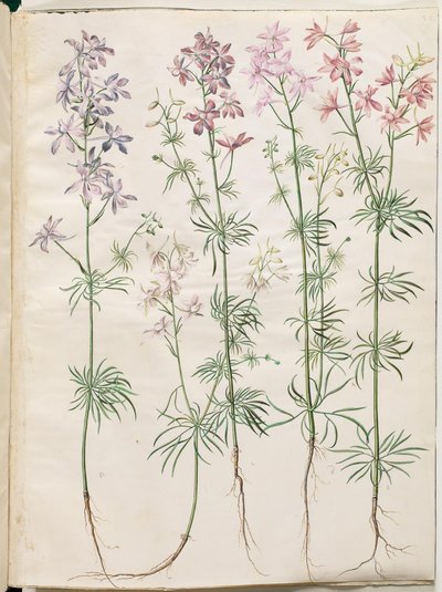 Consolida Regalis (Korn-Riedersfoor) af Hans Simon Holtzbecker