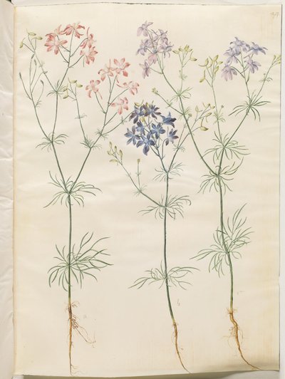 Consolithic Regalis (Corn-Riddursfore) af Hans Simon Holtzbecker