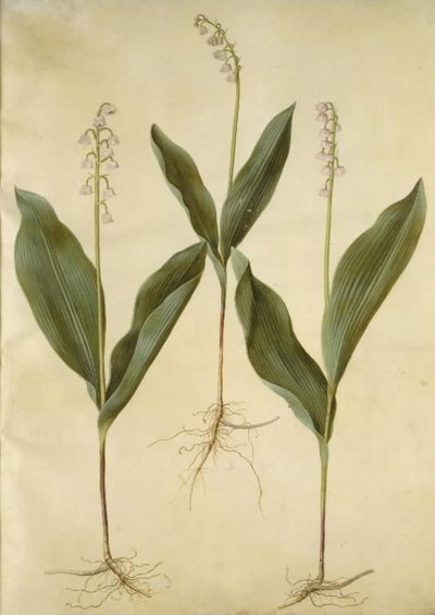 Convallaria majalis (liljelilje); Convallaria majalis (variant af liljekonval) af Hans Simon Holtzbecker
