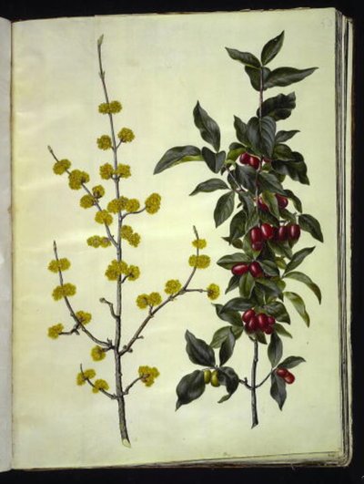 Cornus mas (kirsebær-kornel) af Hans Simon Holtzbecker