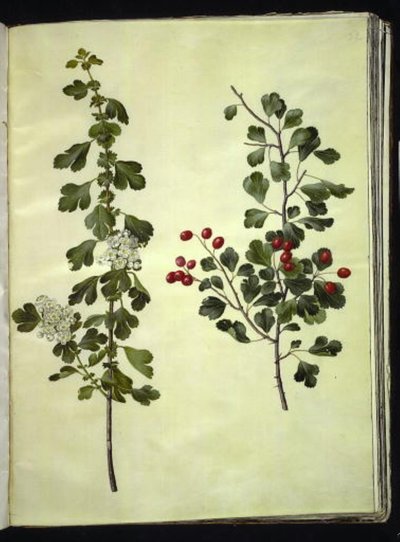 Crataegus laevigata (almindelig hvidtjørn) af Hans Simon Holtzbecker