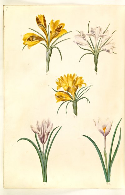 Krokus narrowfolius (Balkankrokus); Krokus versicolor (alpe-krokus); Forårskrokus (?) (vår-krokus) af Hans Simon Holtzbecker