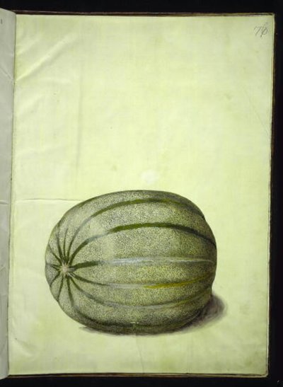Cucumis melo (melon) af Hans Simon Holtzbecker