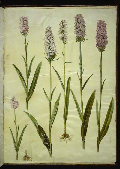 Dactylorhiza maculata (plettet gøgeurt) af Hans Simon Holtzbecker