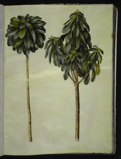 Daphne laureola (laurbær-daphne) af Hans Simon Holtzbecker