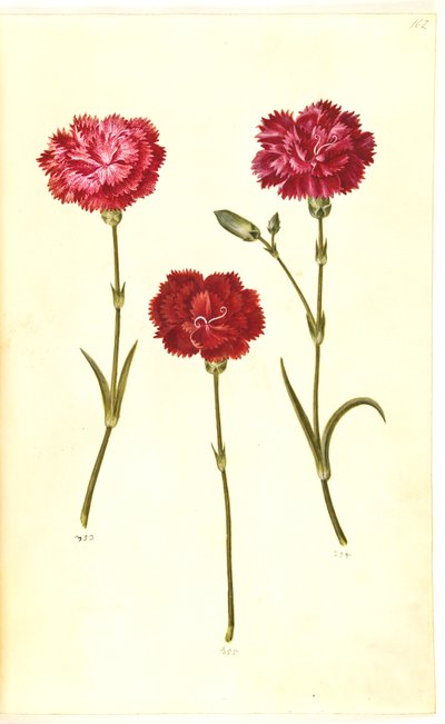 Dianthus caryophyllus (have-nellike) af Hans Simon Holtzbecker