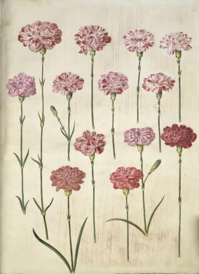 Dianthus caryophyllus (have-nellike) af Hans Simon Holtzbecker