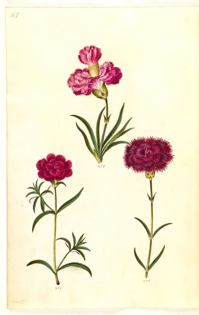 Dianthus caryophyllus (have-nellike) af Hans Simon Holtzbecker