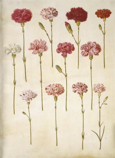 Dianthus caryophyllus (have-nellike) af Hans Simon Holtzbecker