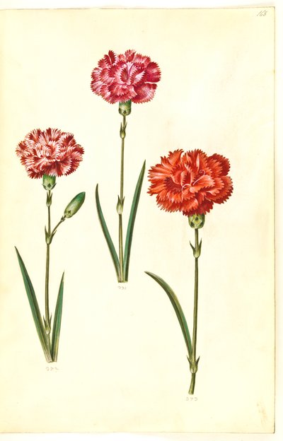 Dianthus caryophyllus (have-nellike) af Hans Simon Holtzbecker