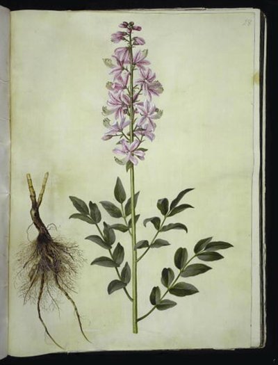 hvid diktam (hvid diktam) af Hans Simon Holtzbecker