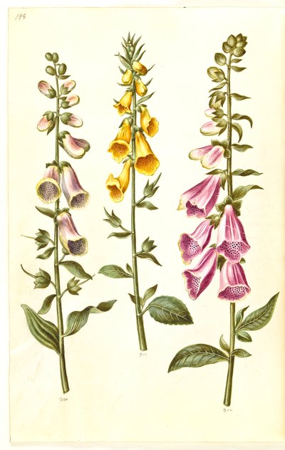 Digitalis purpurea (almindelig fingerbøl); Digitalis grandiflora (storblomstret fingerbøl) af Hans Simon Holtzbecker