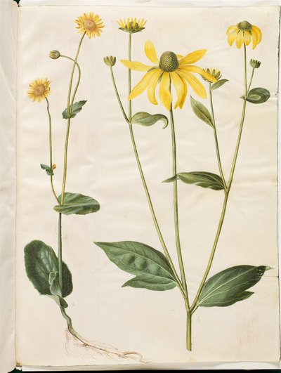 Doronicum pardalianches (hjertebladet gemserod); Rudbeckia laciniata (fliget solhat) af Hans Simon Holtzbecker