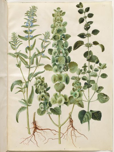 Dracocephalum moldavica (Moldavisk dragehoved); Moluccella spinosa (tårntragtkop); Melissa officinalis (citronmelisse) af Hans Simon Holtzbecker