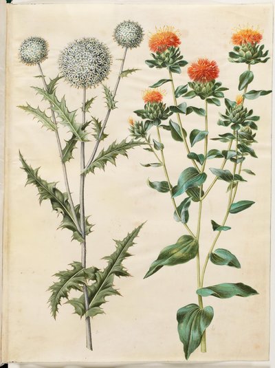 Echinops sphaerocephalus (almindelig tidselkugle); Farvning af tidsel (gul saflortidsel) af Hans Simon Holtzbecker