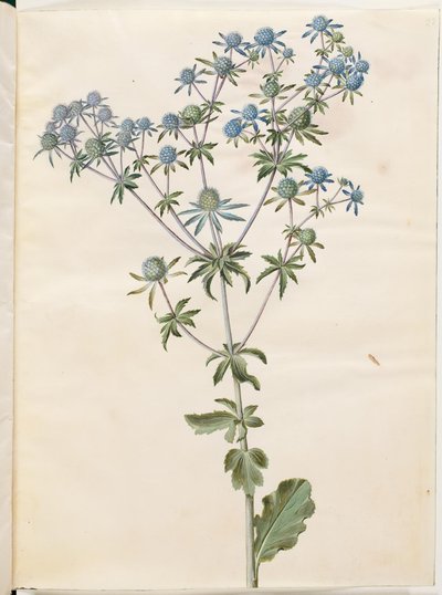 Flad eryngium (have-mandstro) af Hans Simon Holtzbecker
