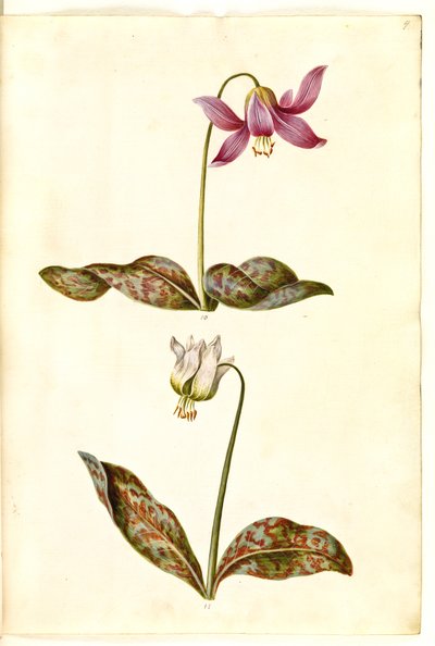Erythronium dens-canis (ægte hundetand) af Hans Simon Holtzbecker