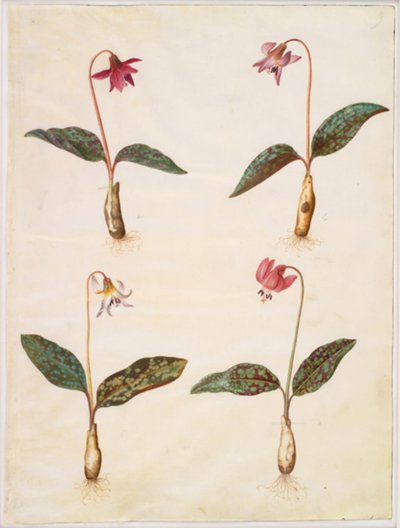 Erythronium dens-canis (ægte hundetand) af Hans Simon Holtzbecker