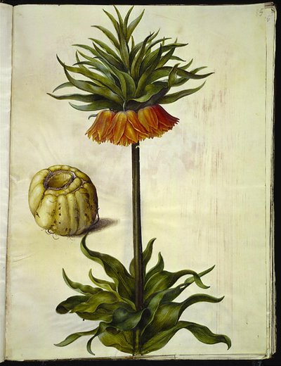 Fritillaria imperialis (kejserkrone) af Hans Simon Holtzbecker