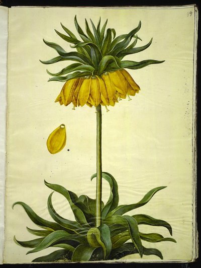 Fritillaria imperialis (kejserkrone) af Hans Simon Holtzbecker