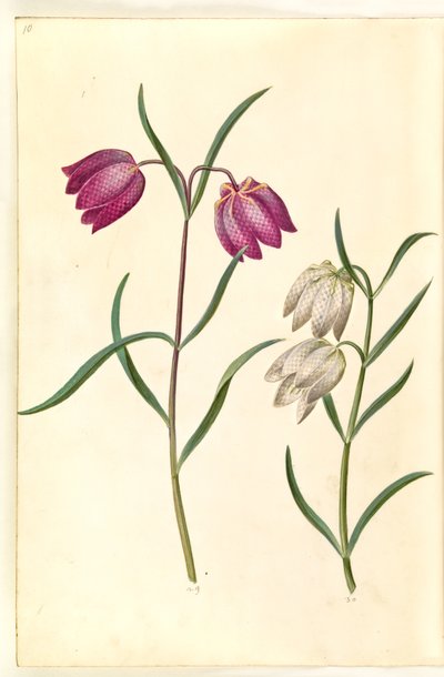 Fritillaria meleagris (almindelig vibeæg) af Hans Simon Holtzbecker