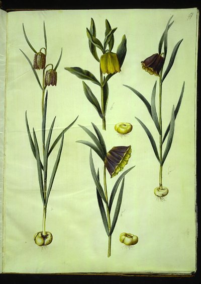 Fritillaria meleagris (almindelig vibeæg); Fritillaria aurea eller Fritillaria tubiformis & moggridgei (vibeæg); Fritillaria montana af Hans Simon Holtzbecker