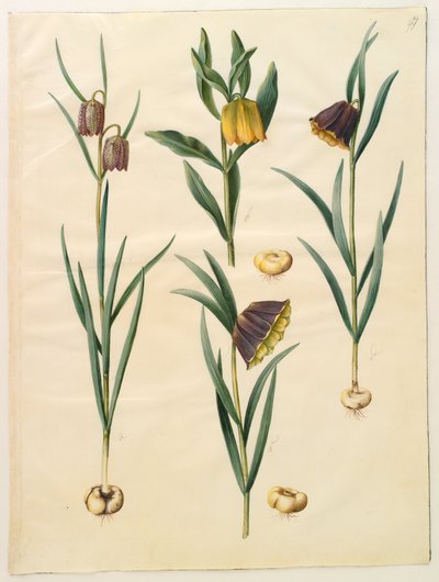 Fritillaria meleagris; Fritullaria lutea eller Fritullaria latifolia var lutea; Fritillaria pyrenaica af Hans Simon Holtzbecker