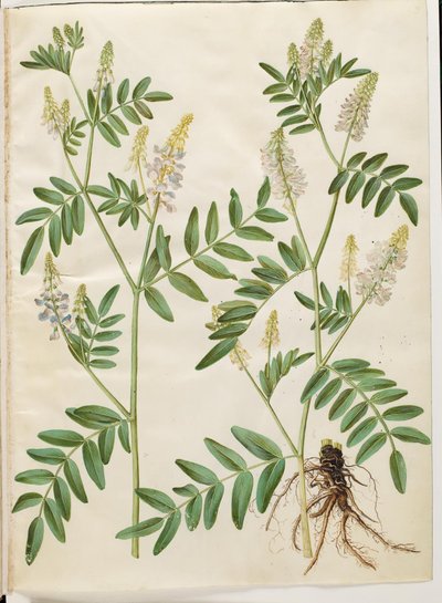 Galega officinalis (læge-stregbælg) af Hans Simon Holtzbecker