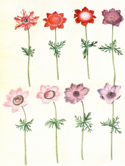 Gc25 anemone i koronarform af Hans Simon Holtzbecker