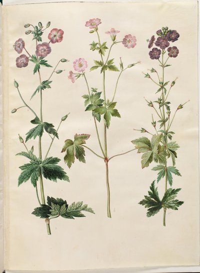 Geranium phaeum (bølgekronet storkenæb); Geranium versicolor (net-storkenæb) af Hans Simon Holtzbecker