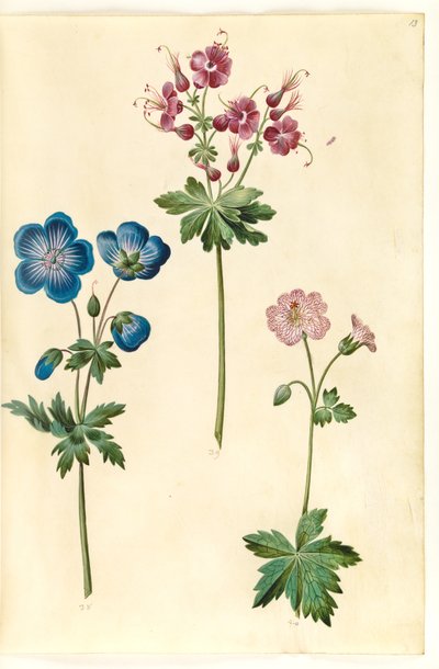 Geranium pratense (eng-storkenæb); Geranium phaeum (bølgekronet storkenæb); Geranium versicolor (net-storkenæb) af Hans Simon Holtzbecker
