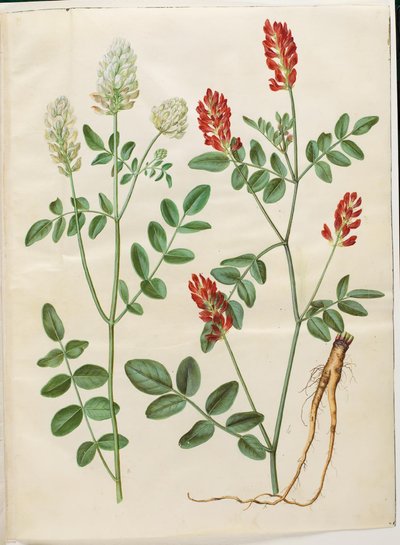 Hedysarum coronarium (rød hanekløver) af Hans Simon Holtzbecker