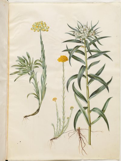 Helichrysum orientale (busk-evighedsblomst); Helichrysum Stoechas (stinkende evighedsblomst); Anaphalis margaritacea (almindelig perlekurv) af Hans Simon Holtzbecker