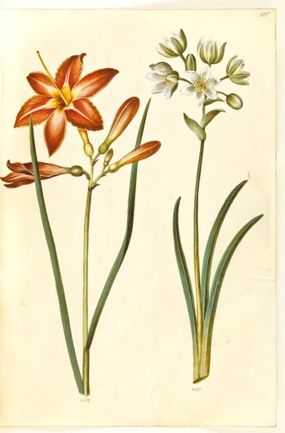 Hemerocallis fulva (brun daglije); Ornithogalum arabicum (mælkestjerne) af Hans Simon Holtzbecker