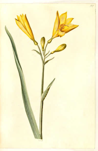 Hemerocallis lilioasphodelus (gul daglilje) af Hans Simon Holtzbecker