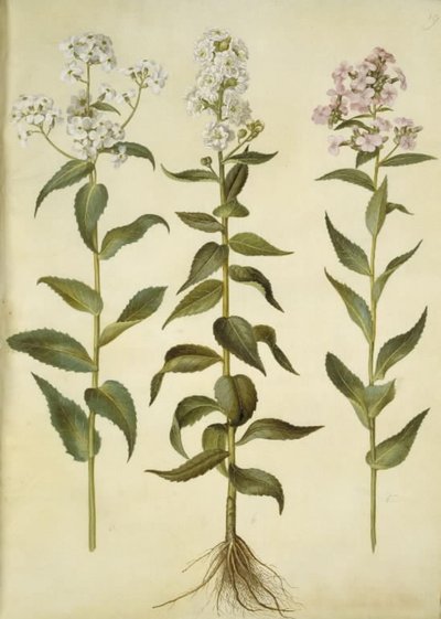 Hesperis matronalis (almindelig aftenstjerne) af Hans Simon Holtzbecker
